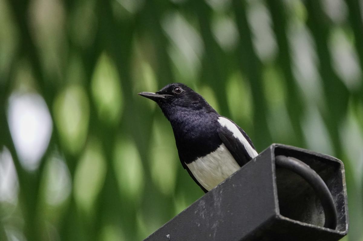 Oriental magpie-robin (Copsychus saularis)