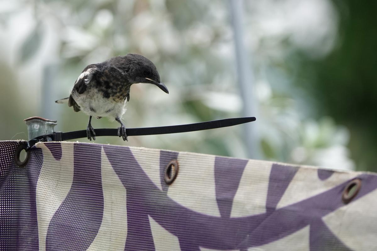 Oriental magpie-robin (Copsychus saularis)
