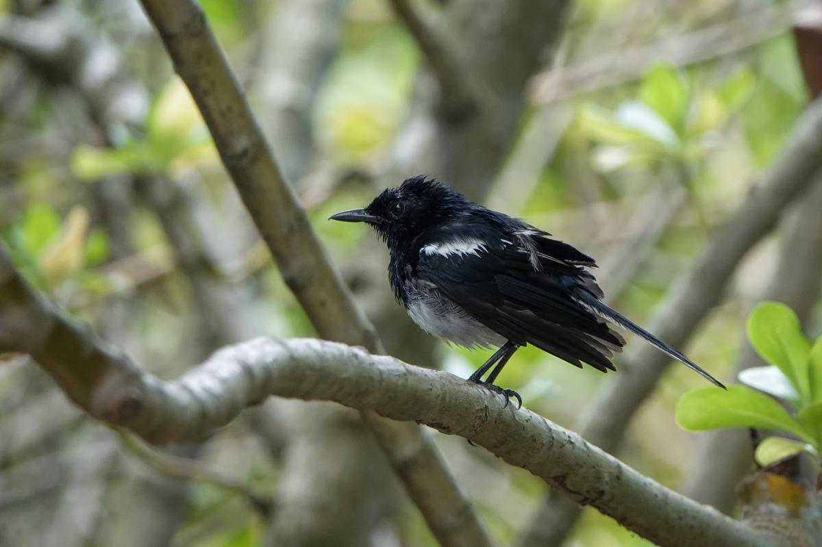 Oriental magpie-robin (Copsychus saularis)