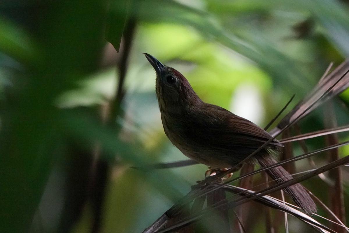 Pin-striped tit-babbler (Mixornis gularis)