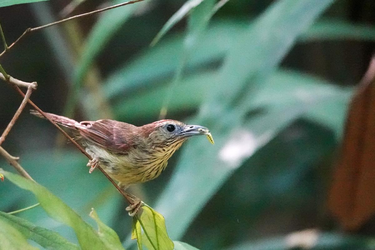 Pin-striped tit-babbler (Mixornis gularis)