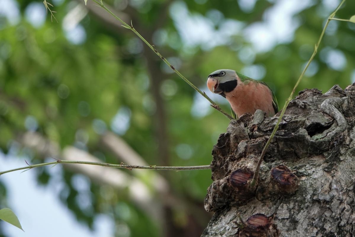 Red-breasted parakeet (Psittacula alexandri), Dog Run @ East Coast Park, Singapore, Singapore, 2025-09-27 Red-breasted parakeet (Psittacula alexandri)