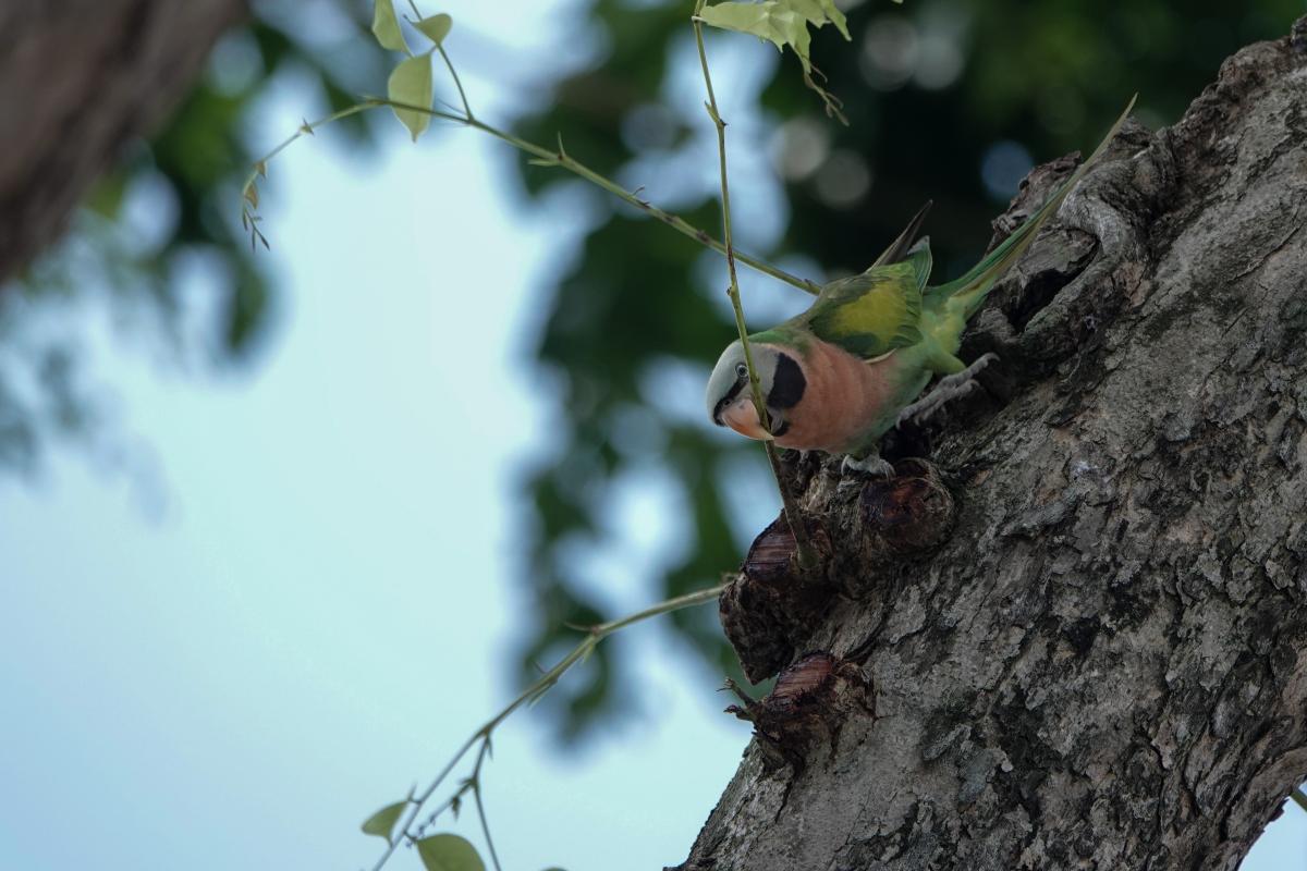 Red-breasted parakeet (Psittacula alexandri), Dog Run @ East Coast Park, Singapore, Singapore, 2025-09-27 Red-breasted parakeet (Psittacula alexandri)