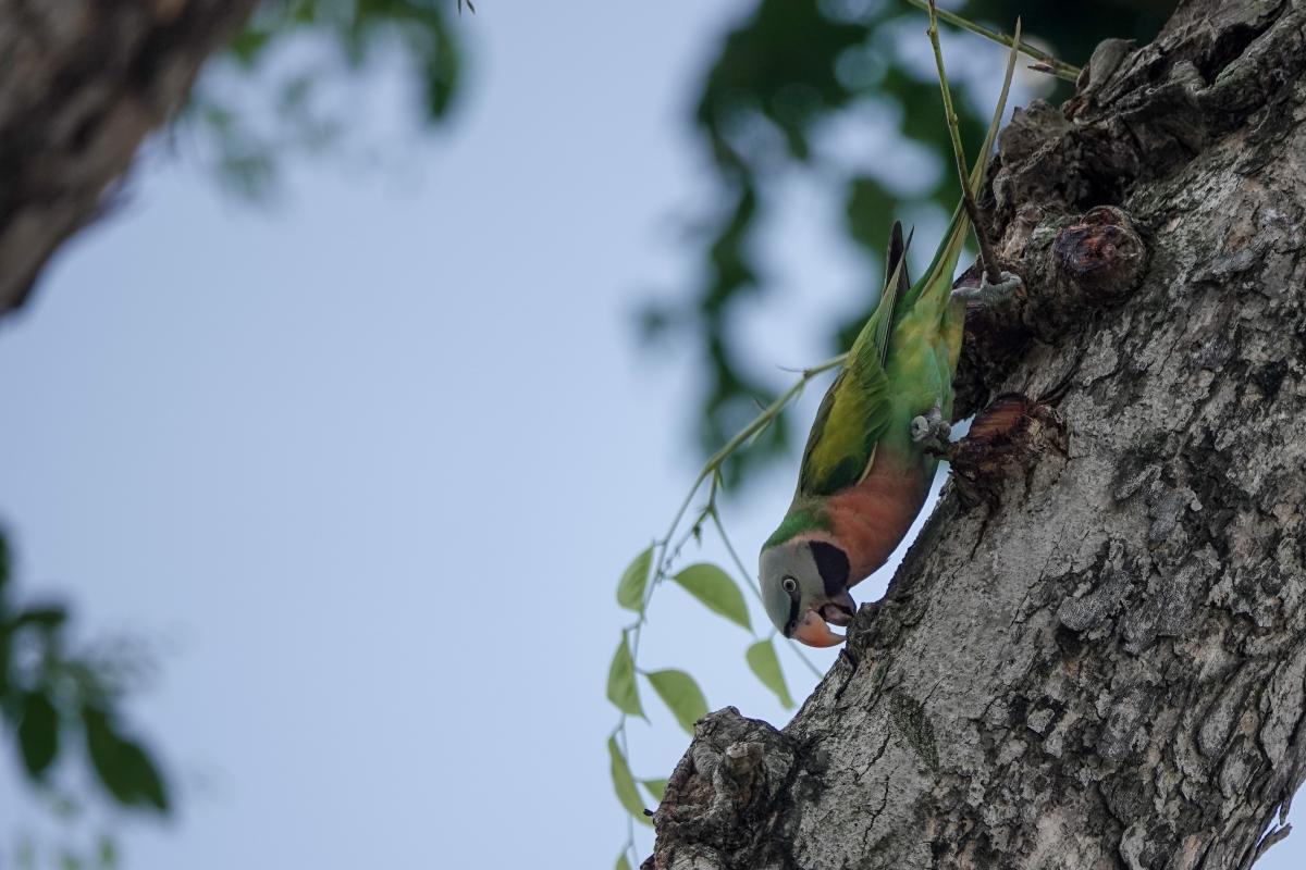 Red-breasted parakeet (Psittacula alexandri), Dog Run @ East Coast Park, Singapore, Singapore, 2025-09-27 Red-breasted parakeet (Psittacula alexandri)