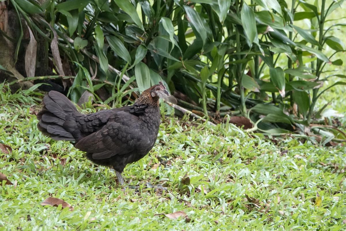 Red junglefowl (Gallus gallus)