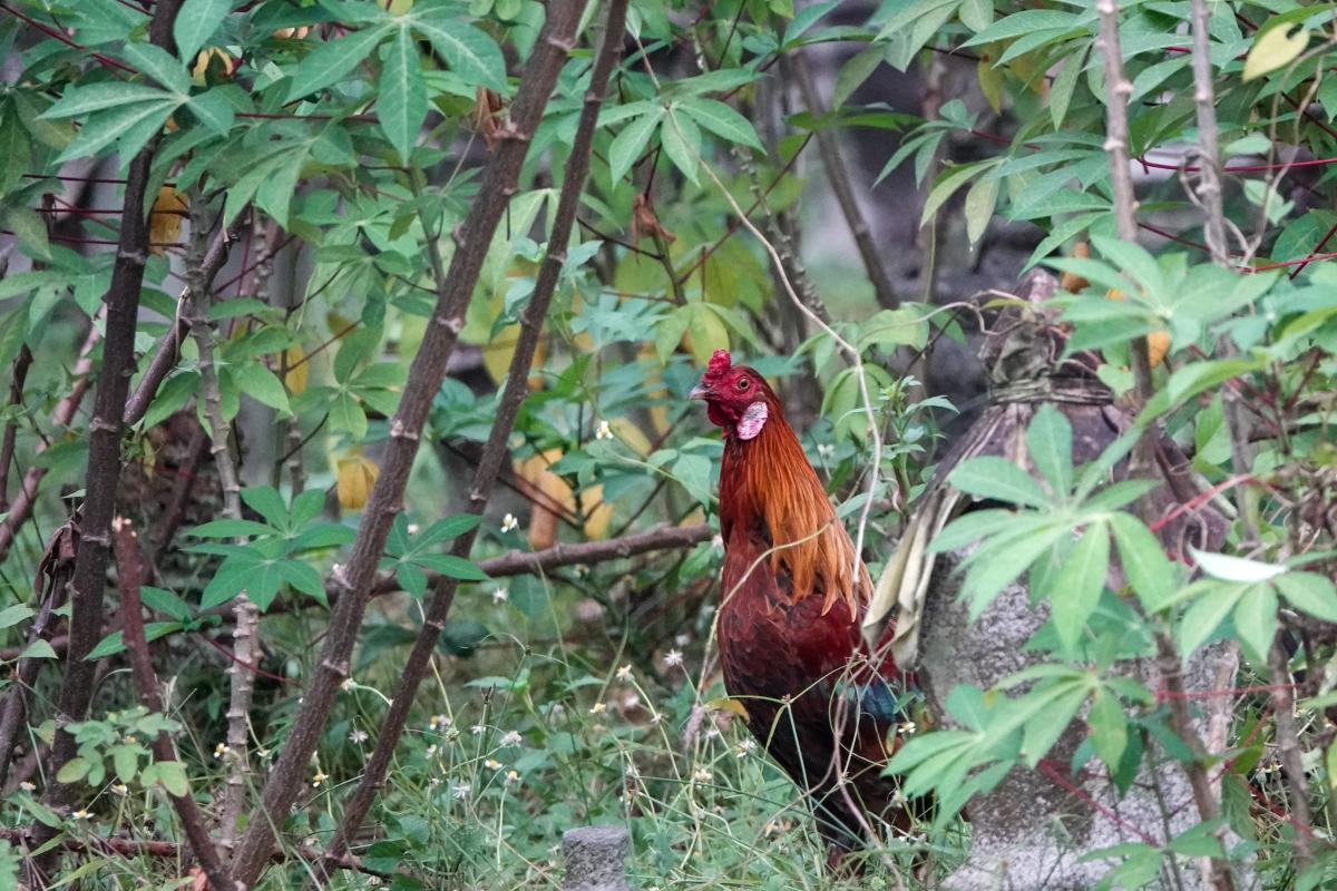 Red junglefowl (Gallus gallus)