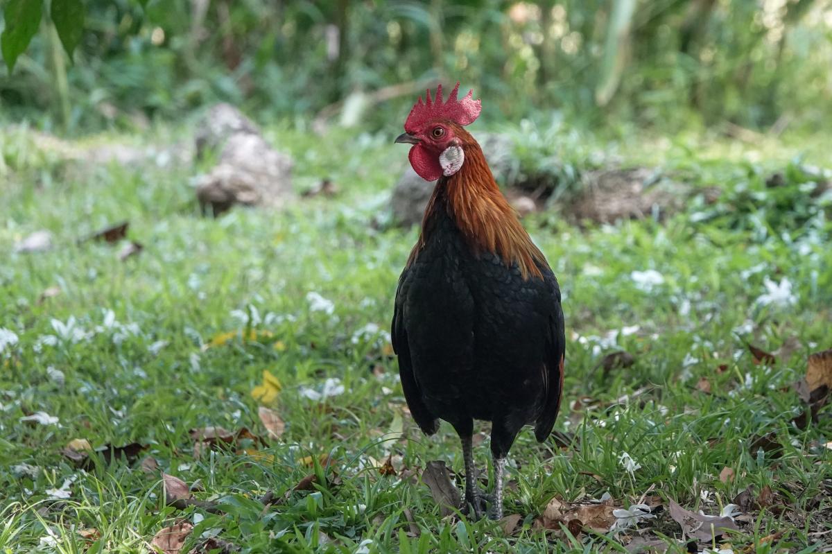 Red junglefowl (Gallus gallus)