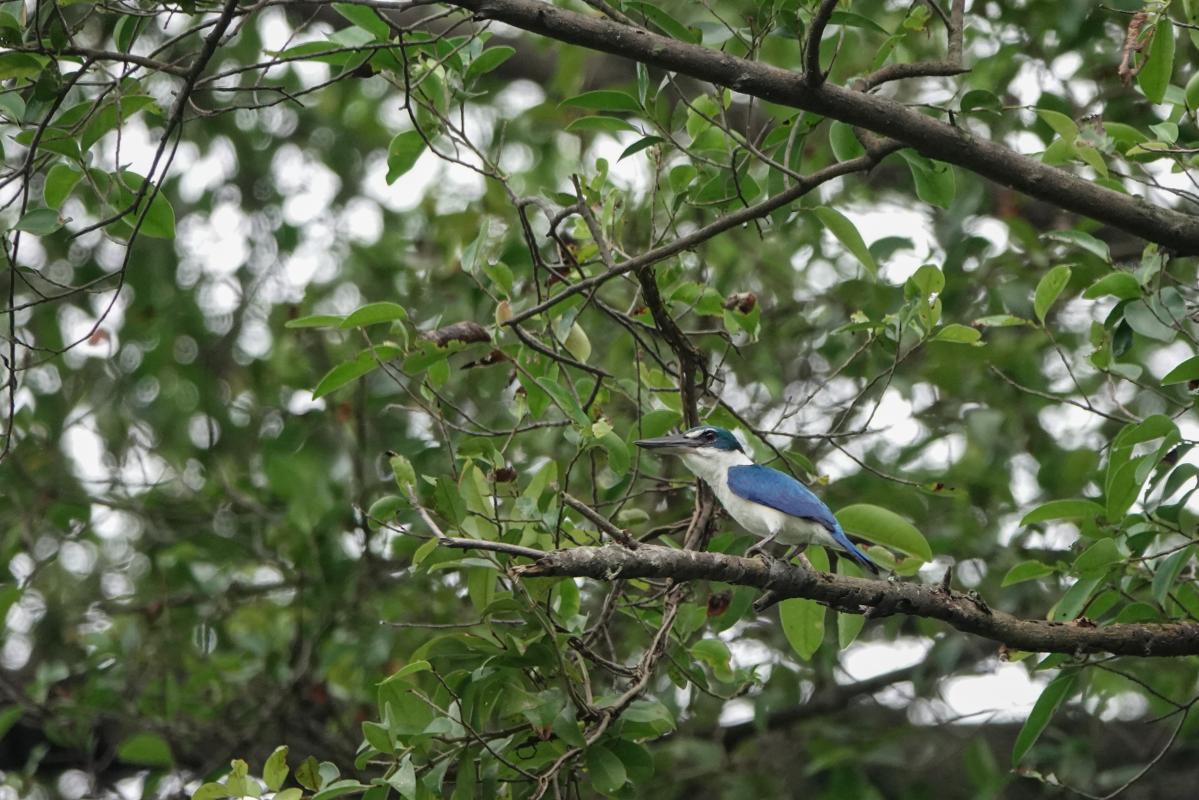 Sacred Kingfisher (Todiramphus sanctus)