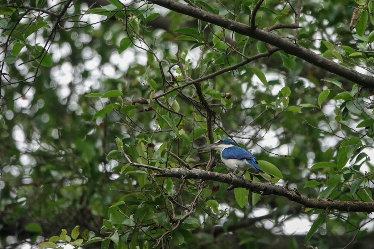 Sacred Kingfisher (Todiramphus sanctus)