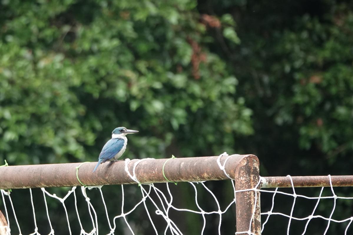 Sacred Kingfisher (Todiramphus sanctus)