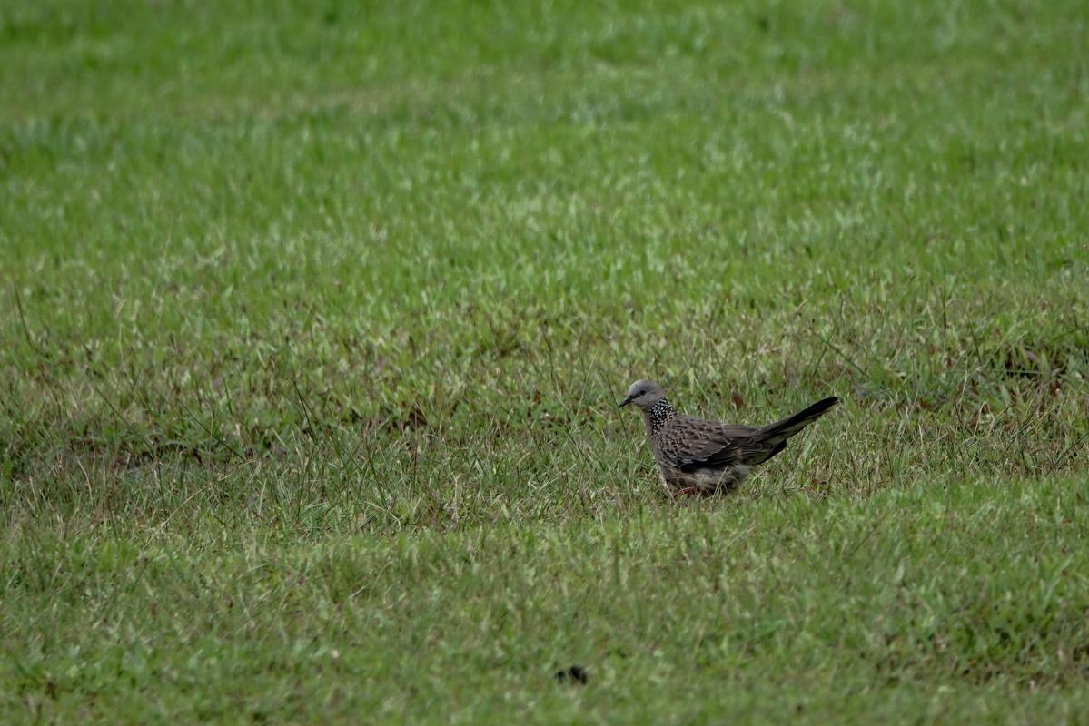 Spotted Dove (Spilopelia chinensis)