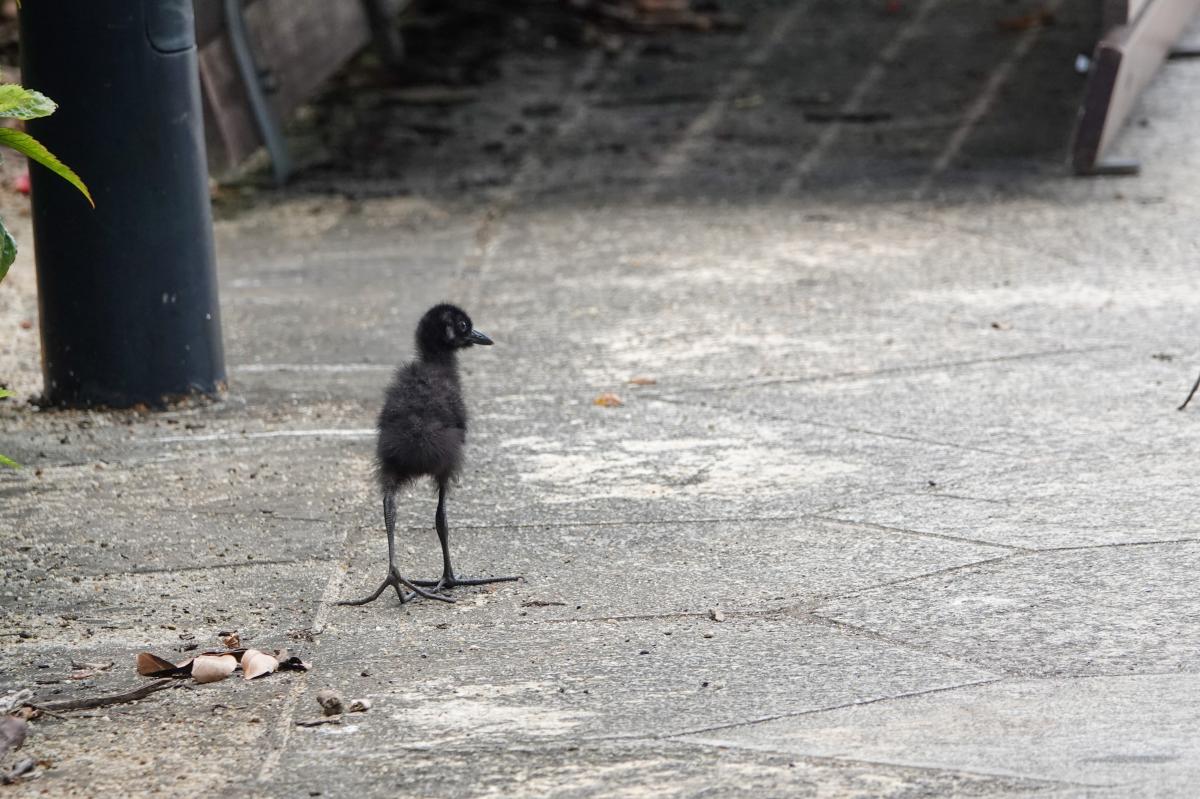 White-breasted waterhen (Amaurornis phoenicurus)