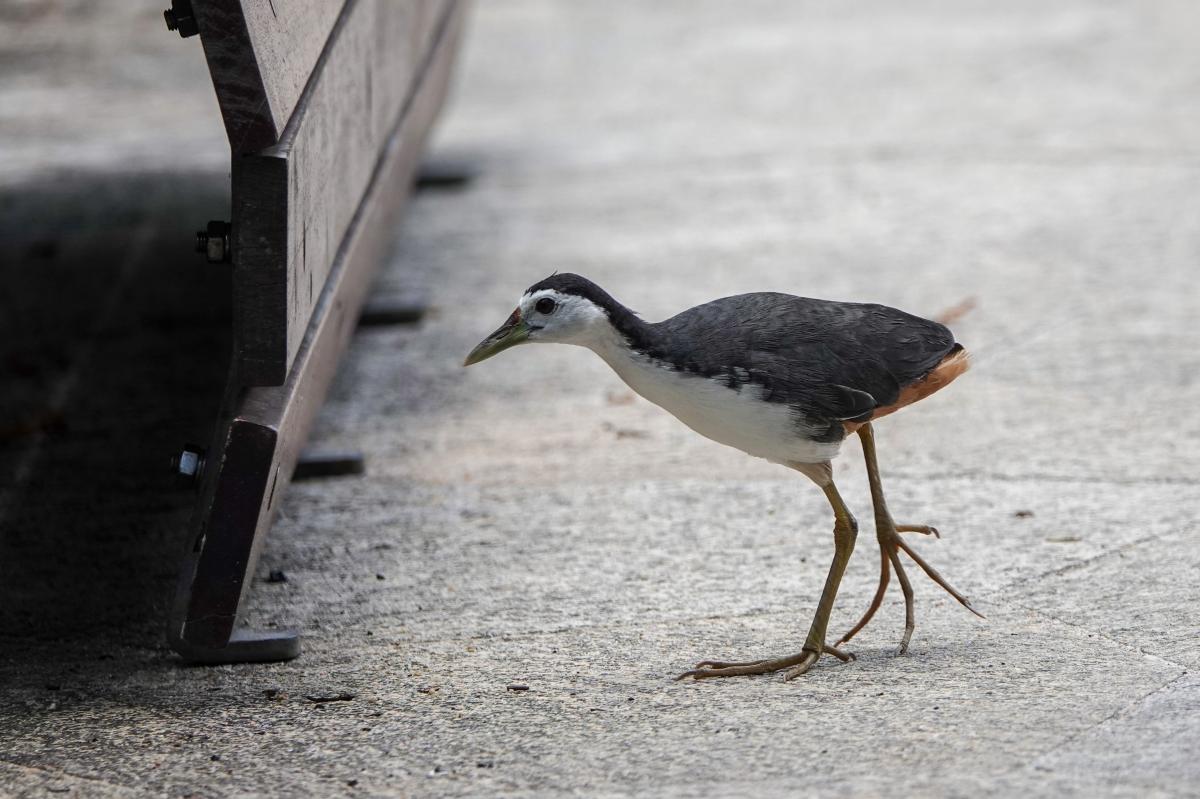 White-breasted waterhen (Amaurornis phoenicurus)