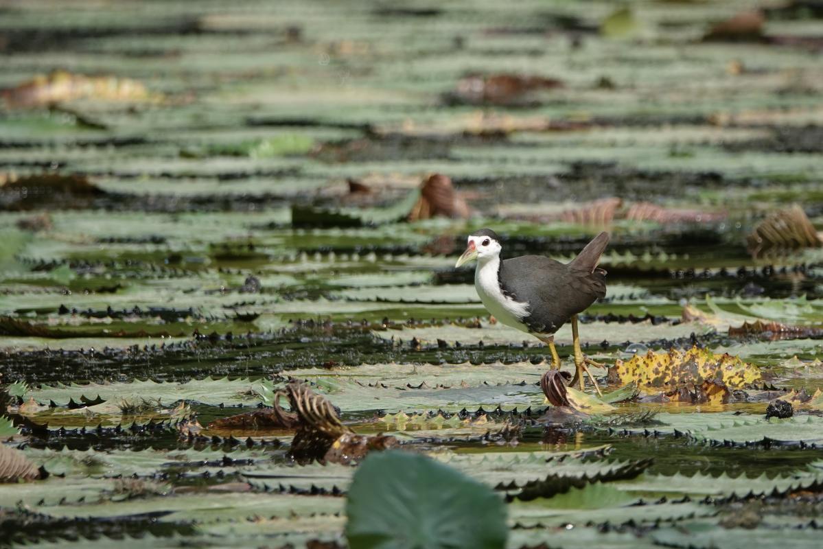 White-breasted waterhen (Amaurornis phoenicurus)