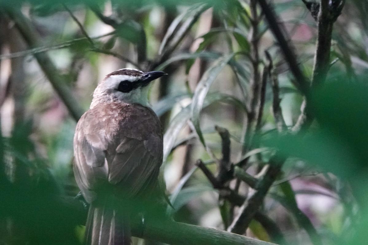 Yellow-vented bulbul (Pycnonotus goiavier)