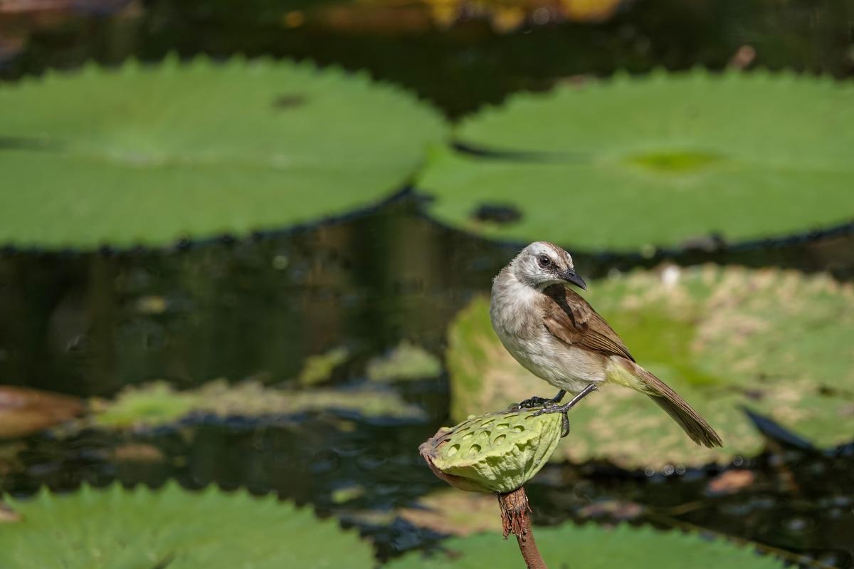 Yellow-vented bulbul (Pycnonotus goiavier)