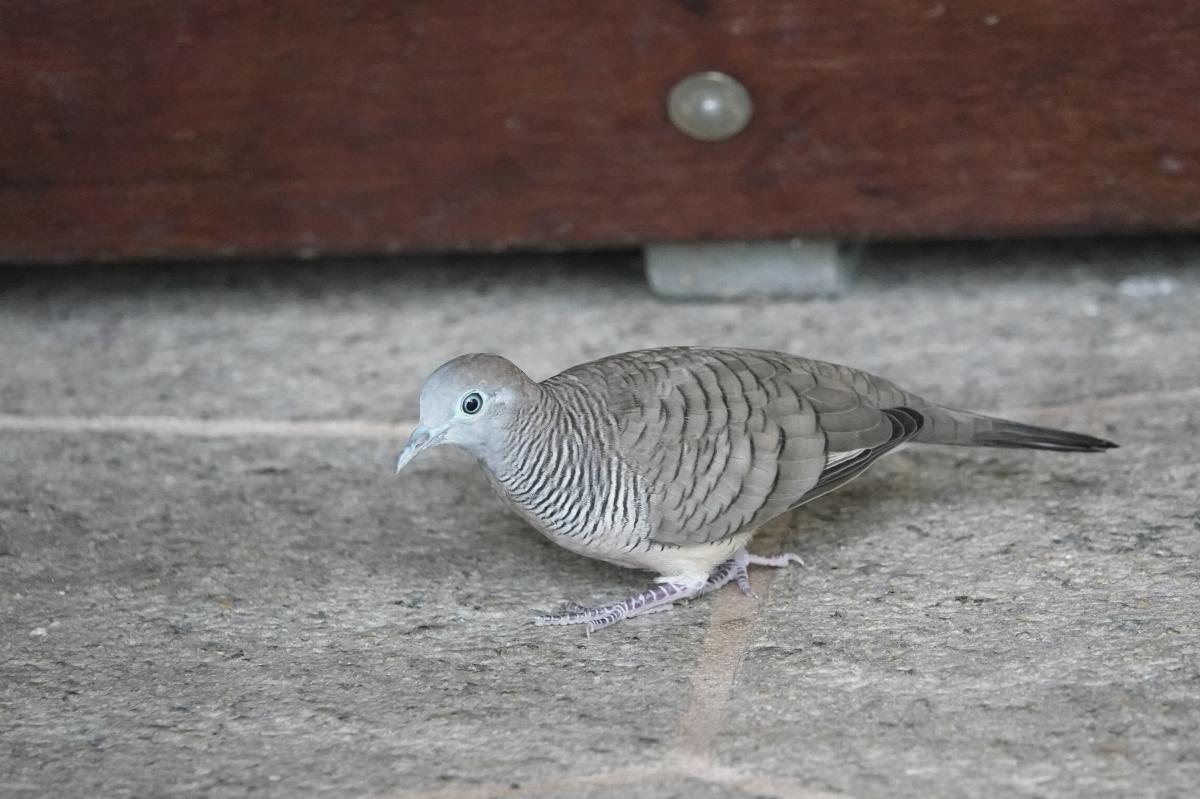 Zebra dove (Geopelia striata)