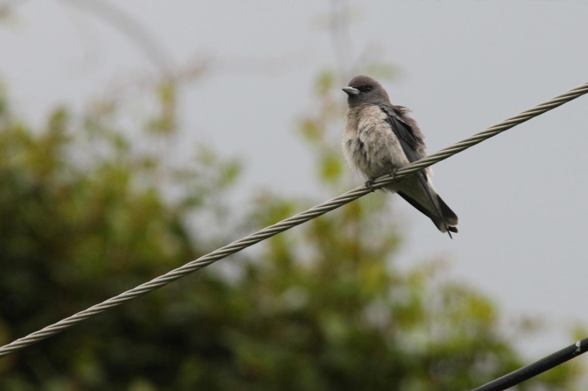 Ashy woodswallow (Artamus fuscus)