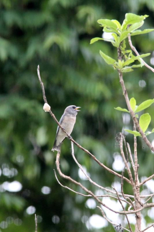 Ashy woodswallow (Artamus fuscus)