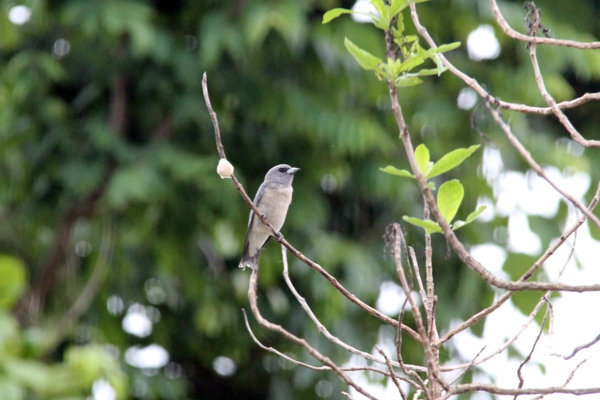 Ashy woodswallow (Artamus fuscus)