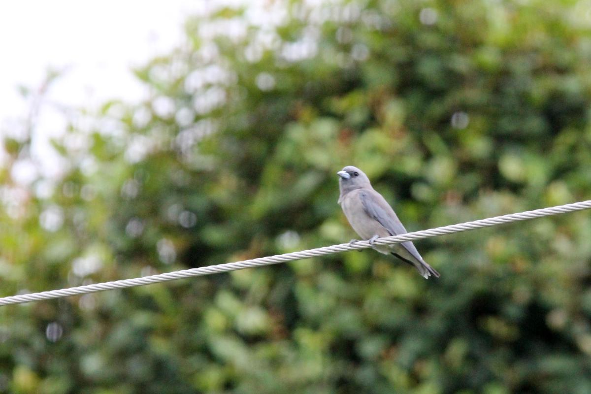 Ashy woodswallow (Artamus fuscus)