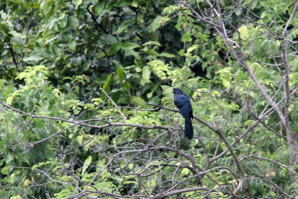 Asian koel (Eudynamys scolopaceus)