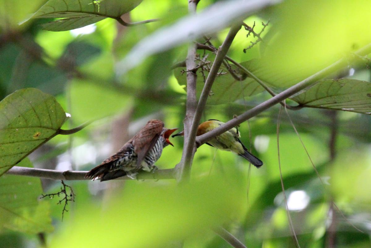 Banded bay cuckoo (Cacomantis sonneratii)