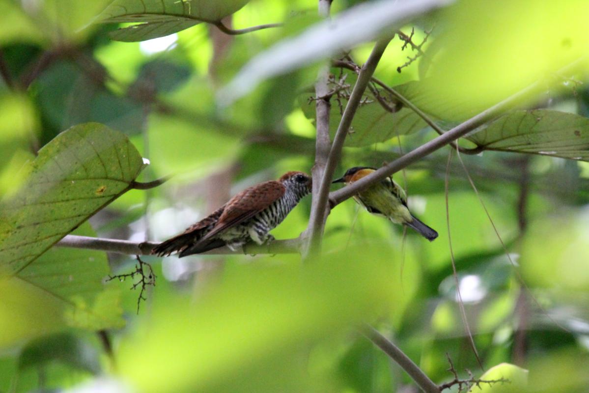 Banded bay cuckoo (Cacomantis sonneratii)