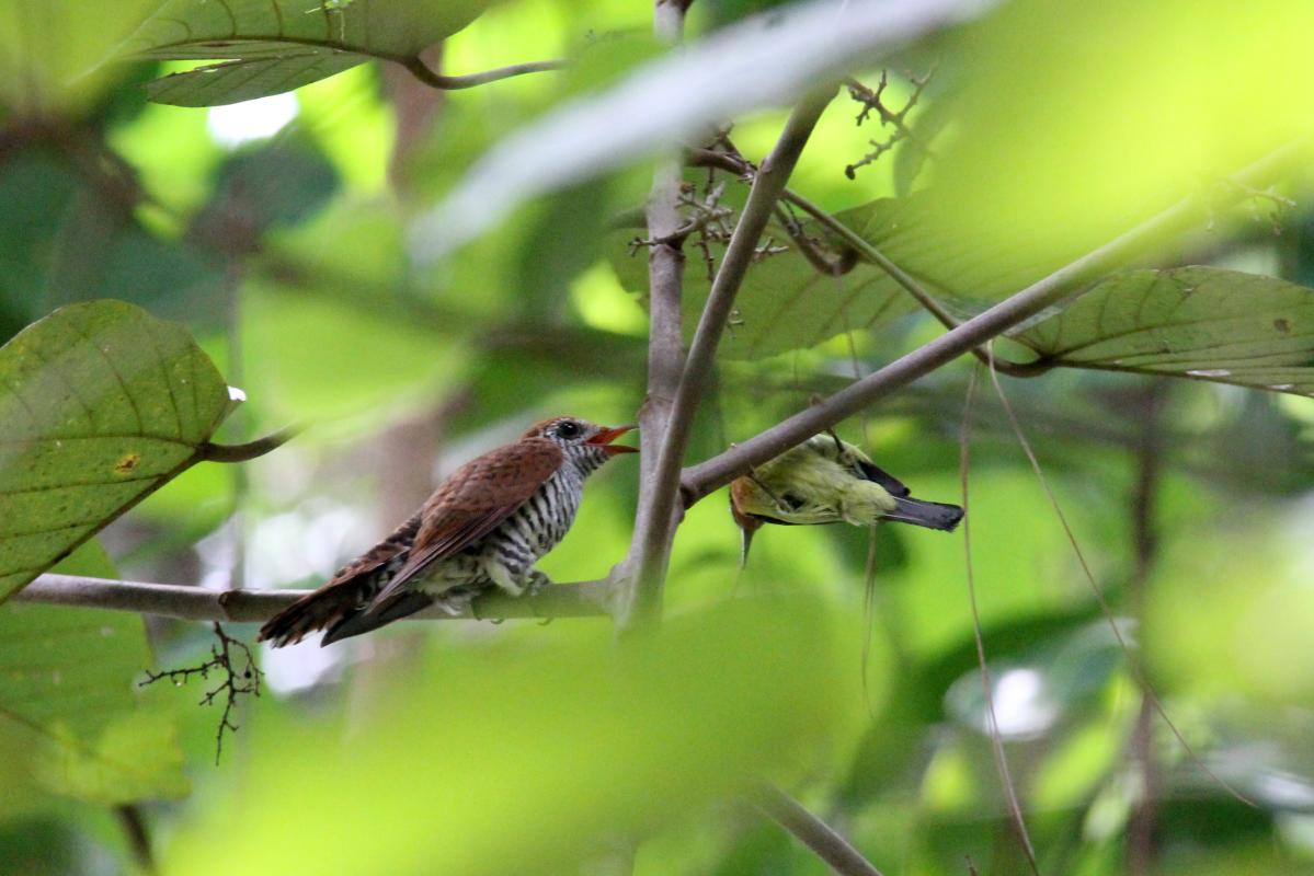 Banded bay cuckoo (Cacomantis sonneratii)