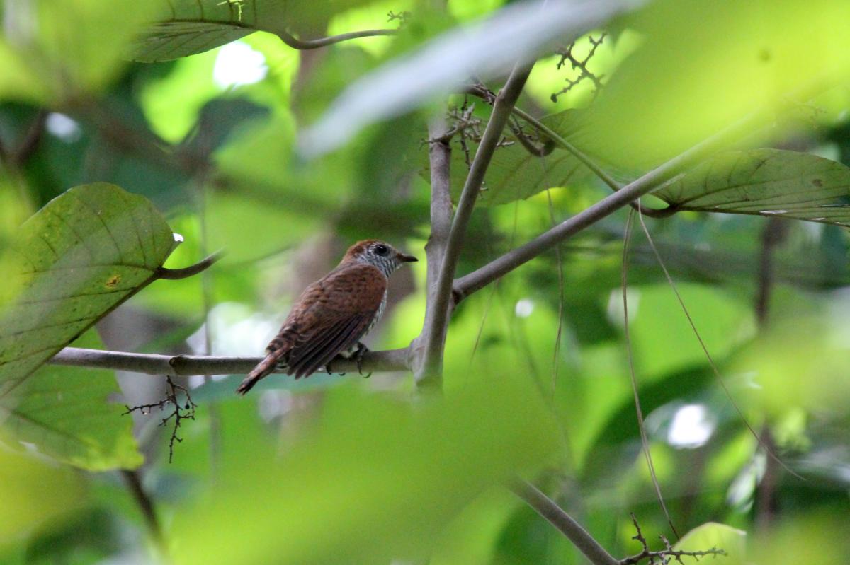 Banded bay cuckoo (Cacomantis sonneratii)