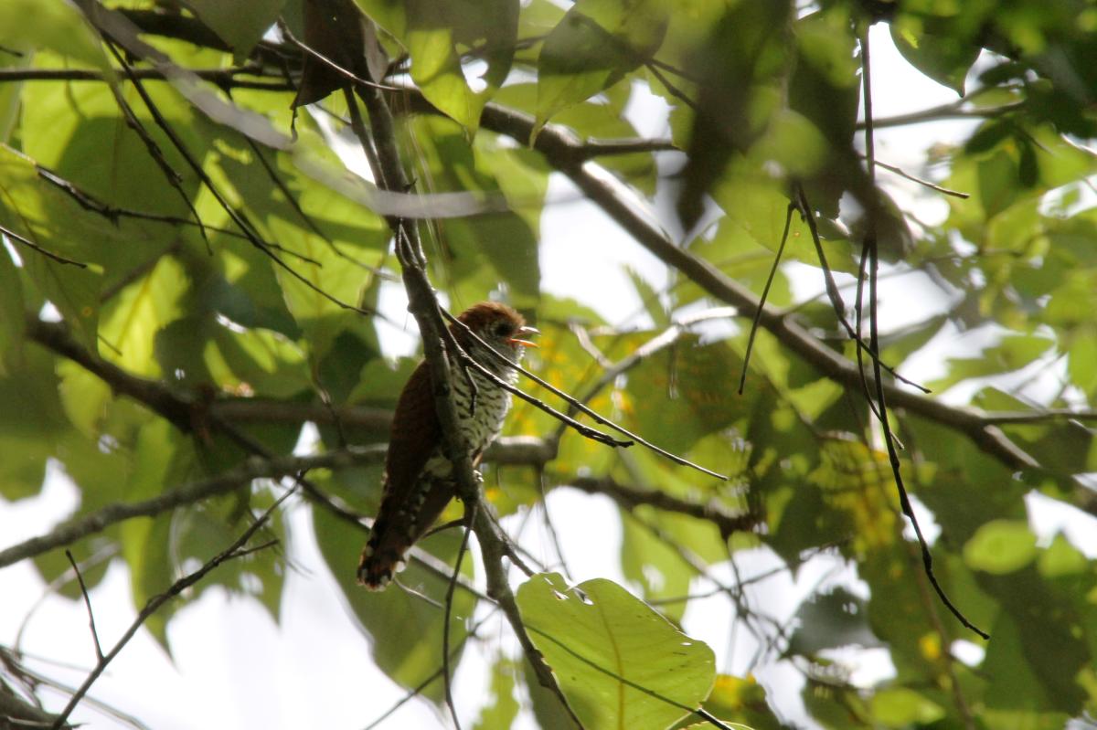 Banded bay cuckoo (Cacomantis sonneratii)