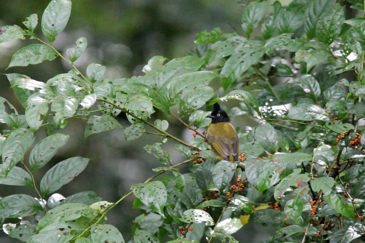Black-crested bulbul (Pycnonotus flaviventris)