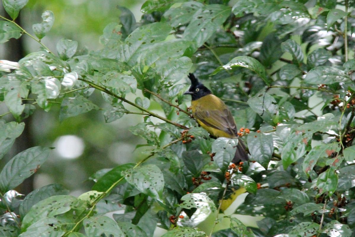 Black-crested bulbul (Pycnonotus flaviventris)
