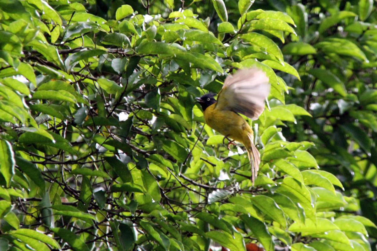Black-crested bulbul (Pycnonotus flaviventris)