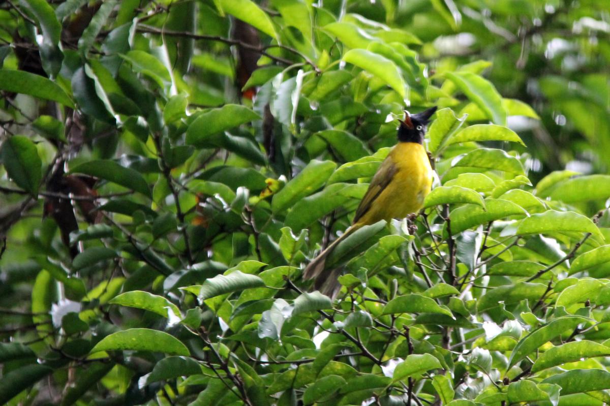 Black-crested bulbul (Pycnonotus flaviventris)
