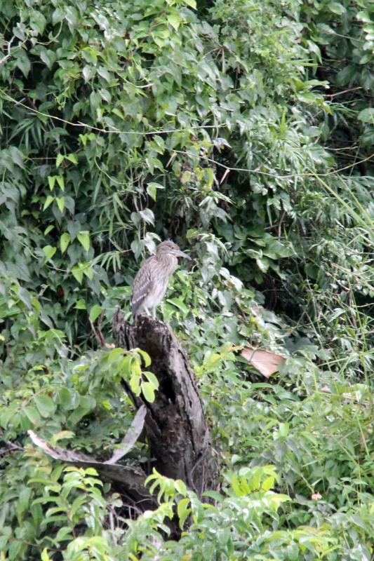 Black-crowned night heron (Nycticorax nycticorax)