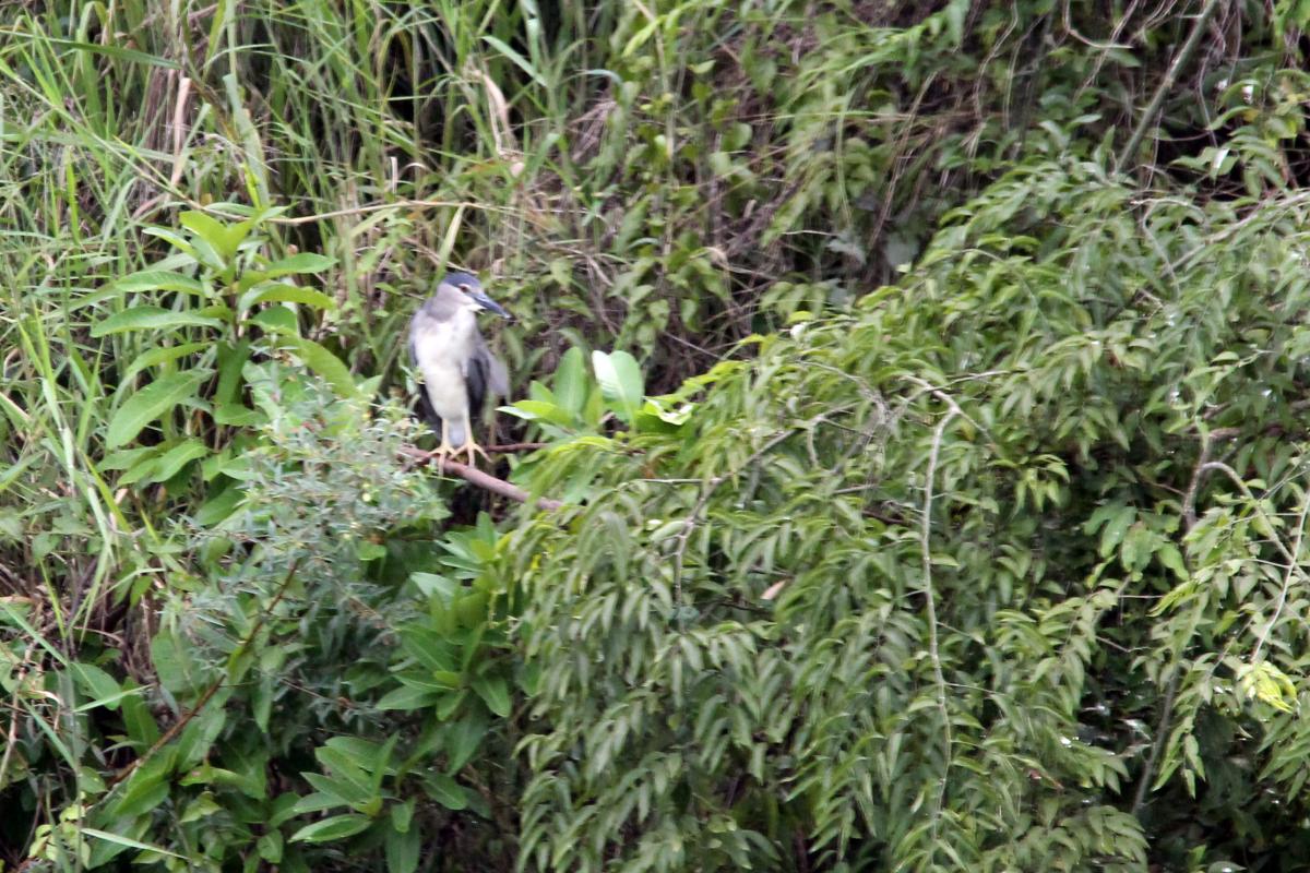 Black-crowned night heron (Nycticorax nycticorax)