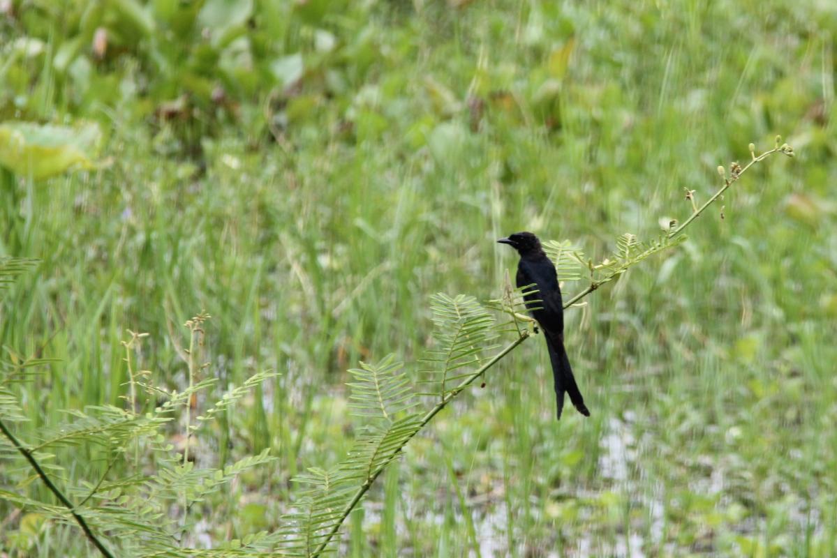 Black drongo (Dicrurus macrocercus)