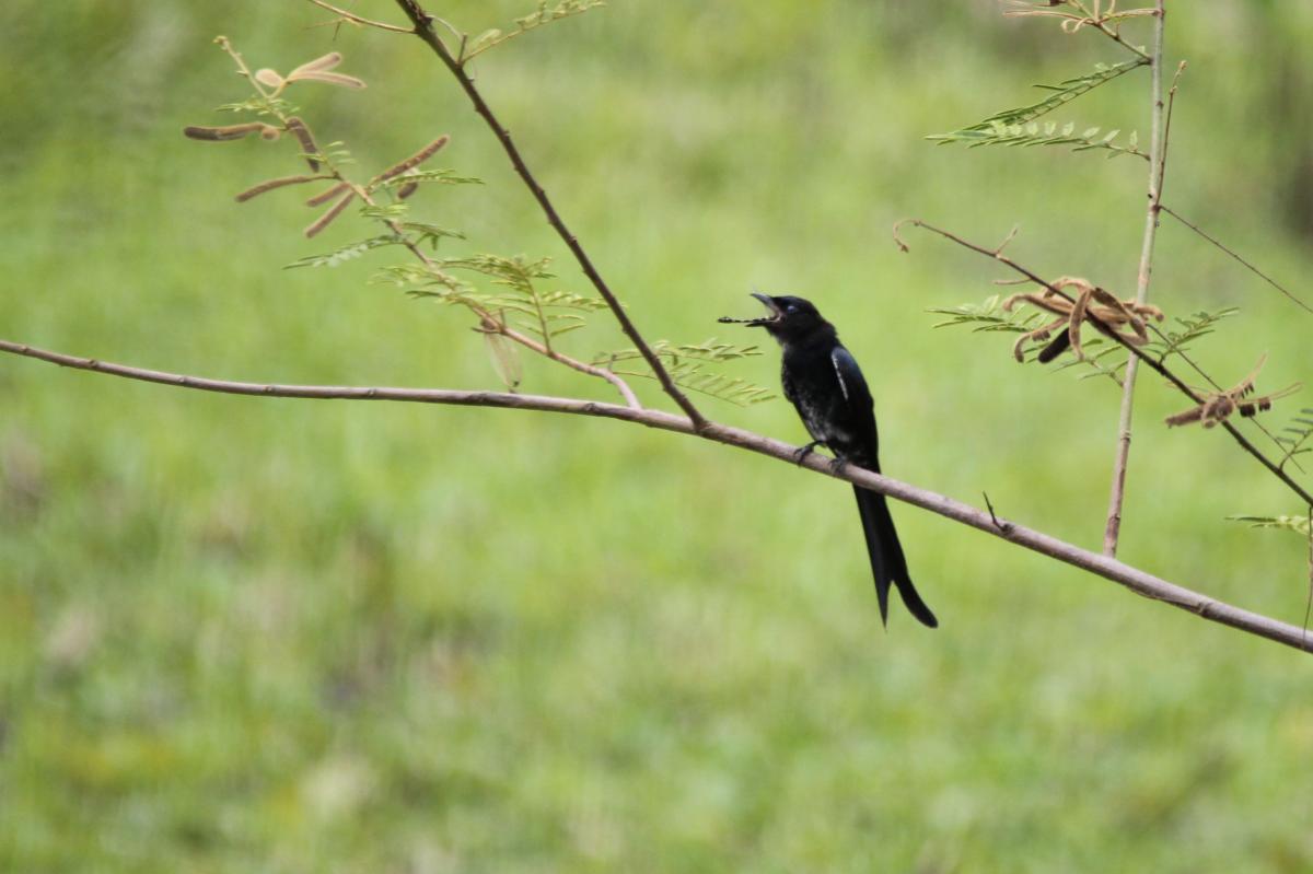 Black drongo (Dicrurus macrocercus)