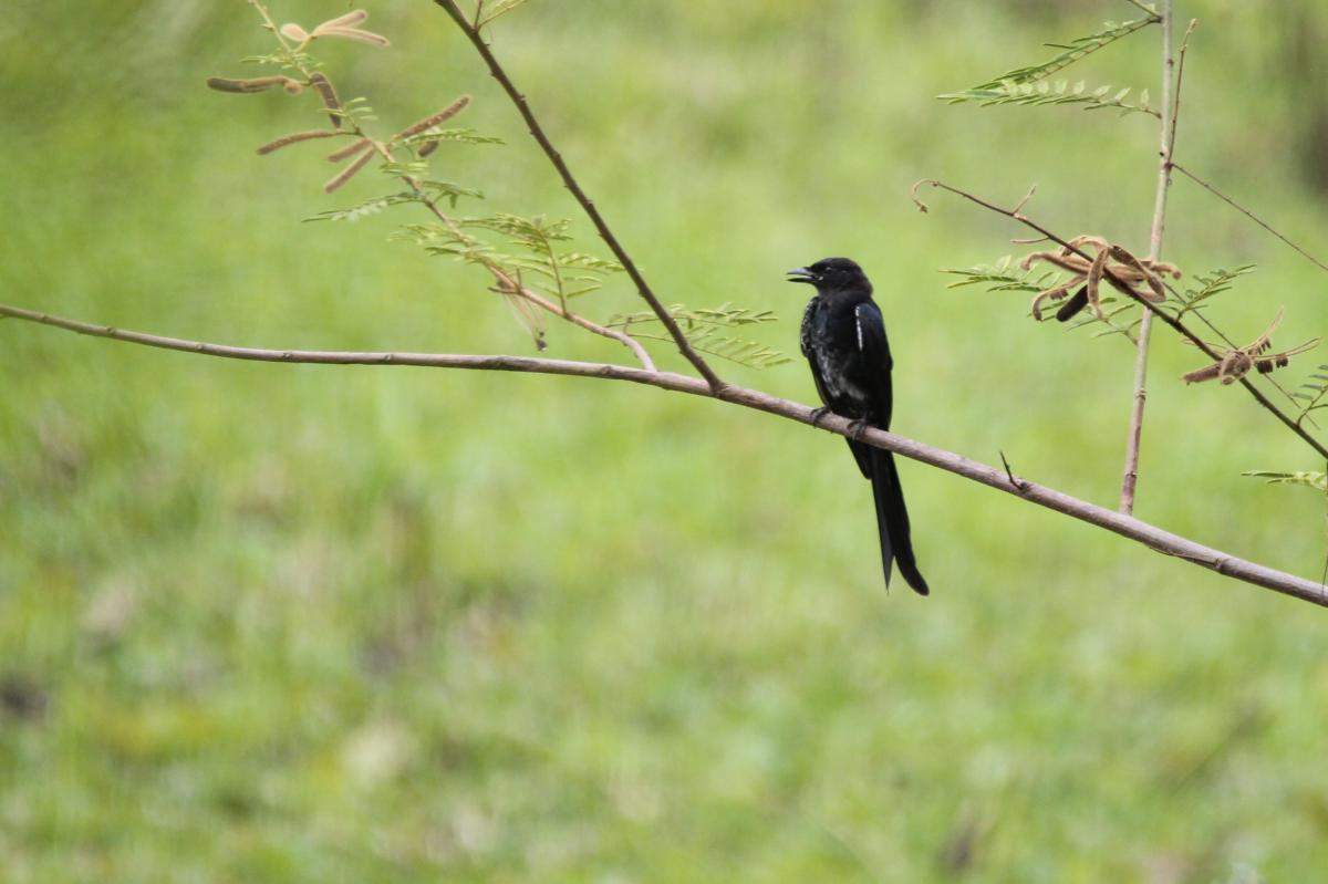 Black drongo (Dicrurus macrocercus)