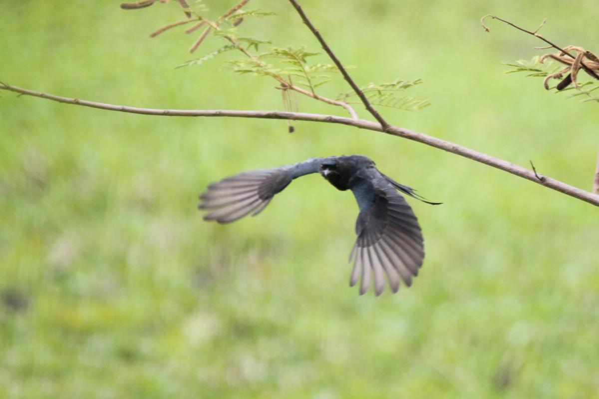 Black drongo (Dicrurus macrocercus)