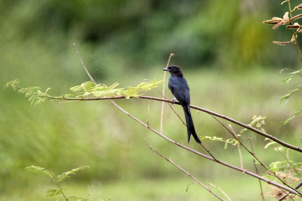 Black drongo (Dicrurus macrocercus)