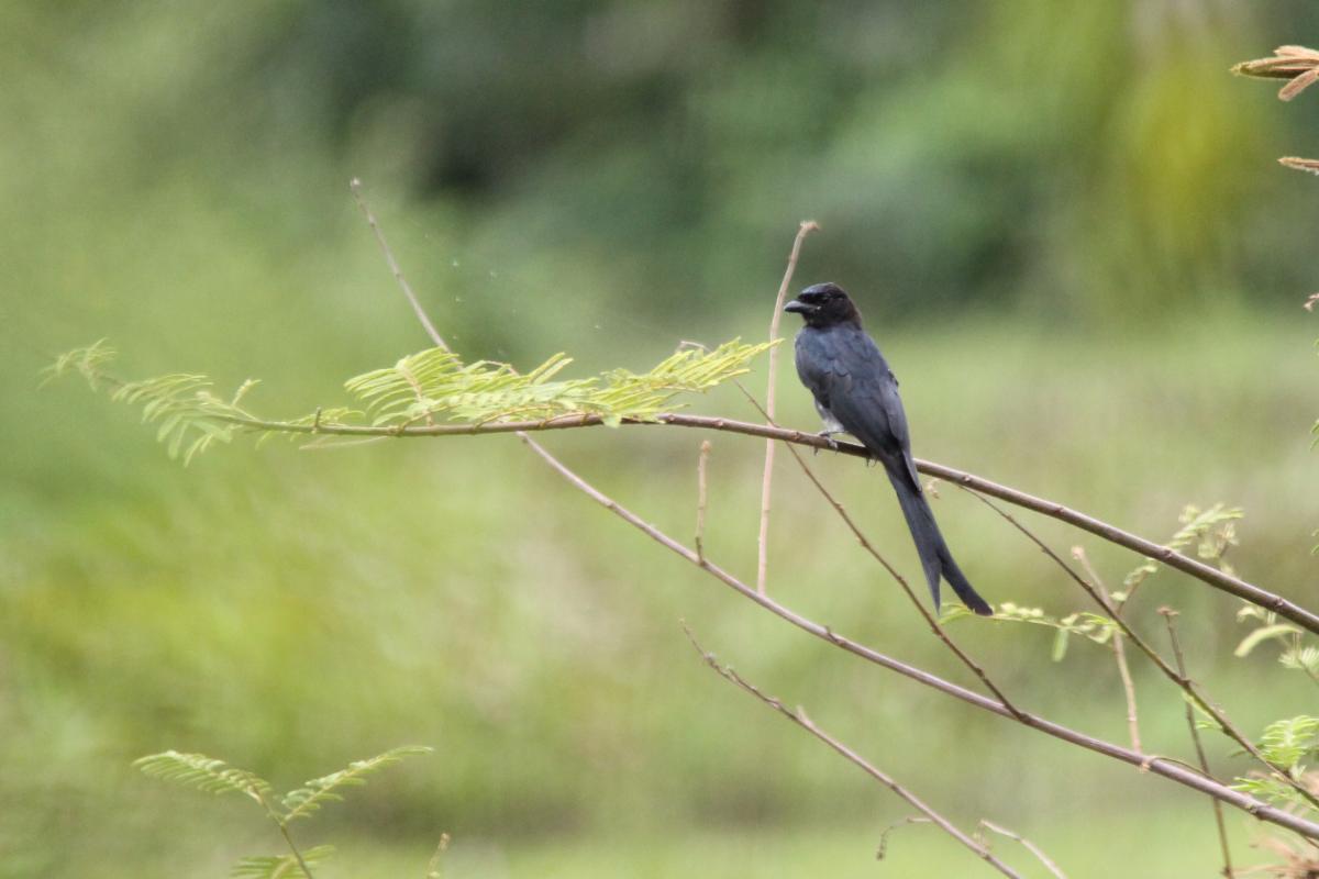 Black drongo (Dicrurus macrocercus)