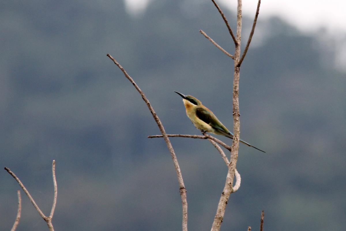 Blue-tailed bee-eater (Merops philippinus)