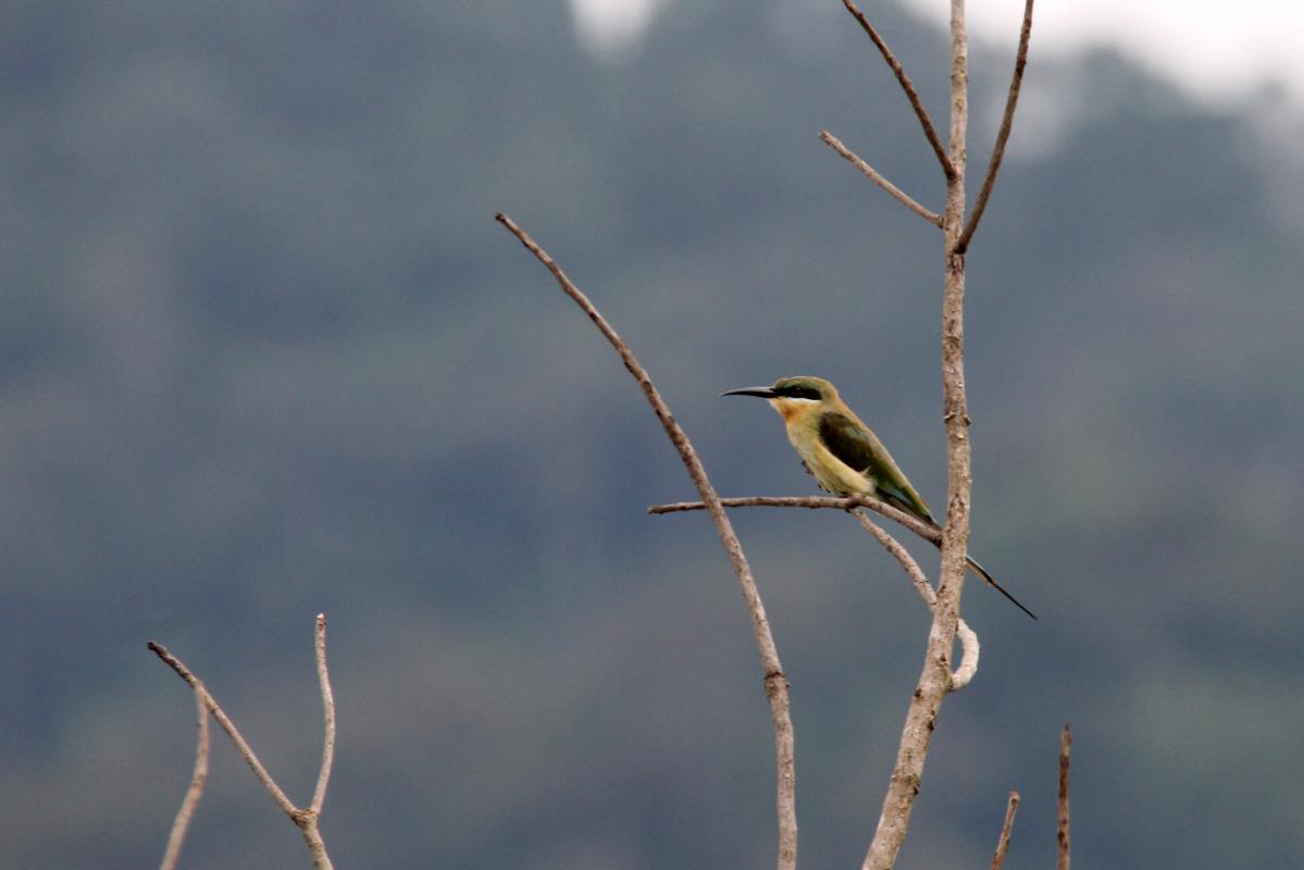 Blue-tailed bee-eater (Merops philippinus)