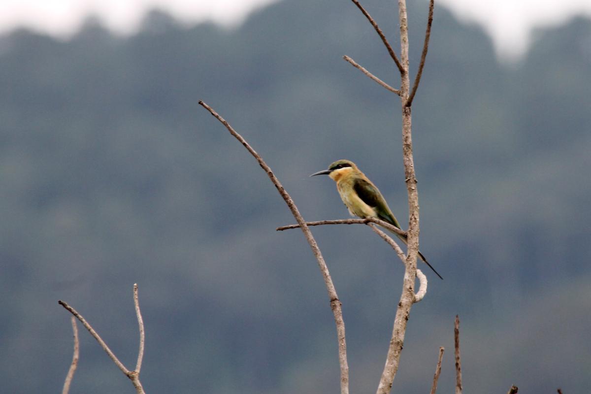 Blue-tailed bee-eater (Merops philippinus)