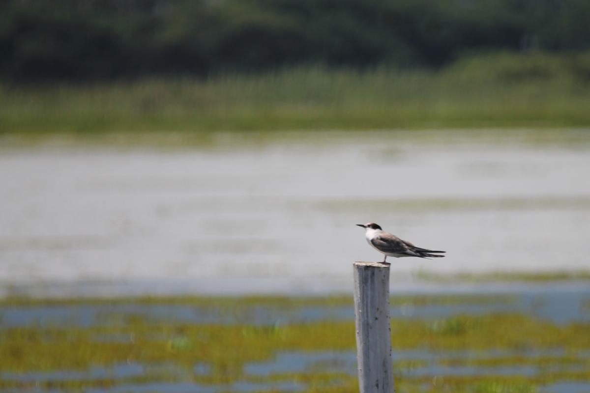 Common tern (Sterna hirundo)