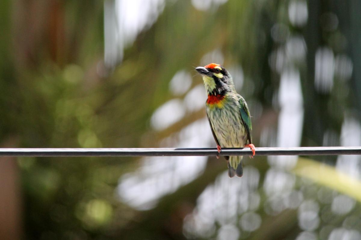 Coppersmith barbet (Megalaima haemacephala)