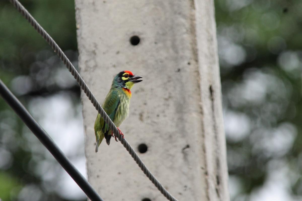 Coppersmith barbet (Megalaima haemacephala)