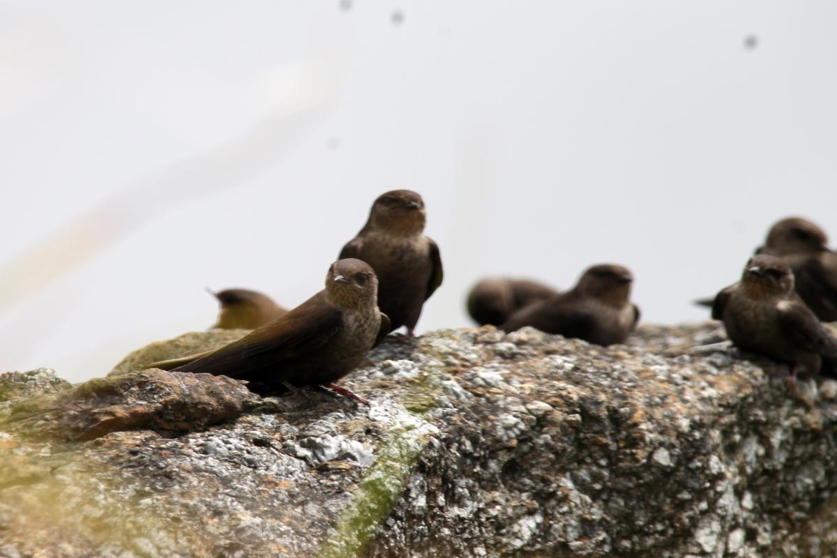 Dusky crag martin (Ptyonoprogne concolor)